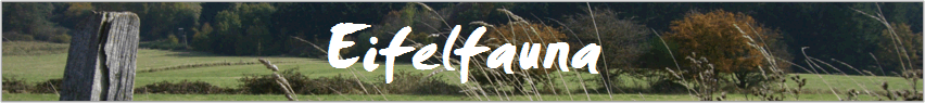 Eifelfauna