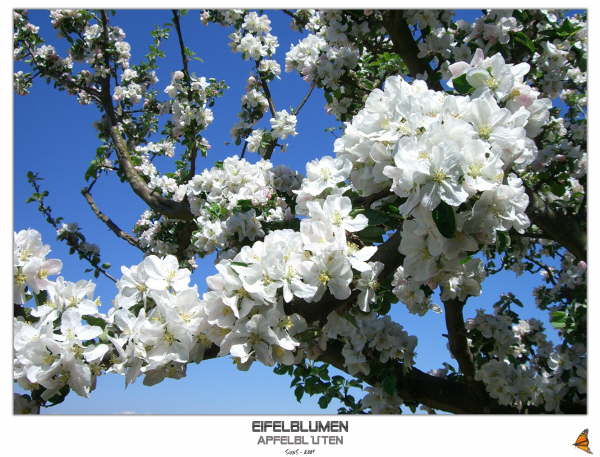 Eifelblumen - Apfelbl�ten
