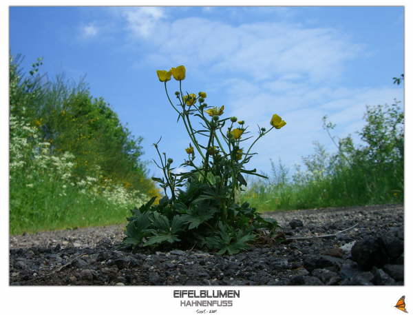 Eifelblumen - Hahnenfuss