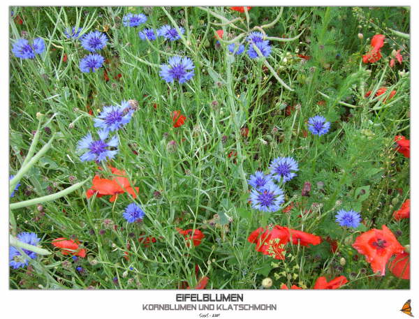 Eifelblumen - Kornblumen und Klatschmohn