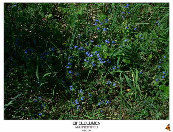 Eifelblumen - M�nnertreu